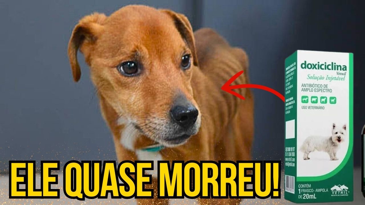 [REVELADO] DOENÇA DO CARRAPATO EM CACHORRO Tratamento De Cães C/ Doxiciclina Antibiótico Barato Cão