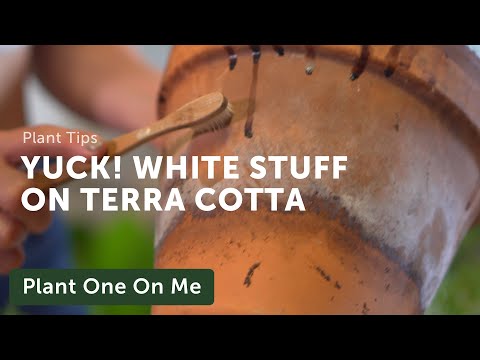 What's the White Buildup on Terracotta Planter Pots?