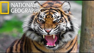 American Tiger (National Geographic) / HD American Tiger (National Geographic) / HD