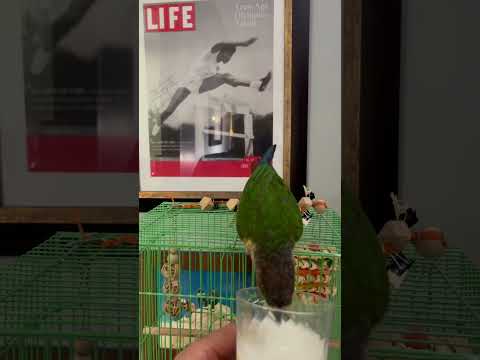 2025 June Dexter luvs Kefir #Alexandrefarms