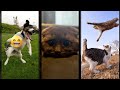 Cute Cats Kitten Meowing Call CuteFunnyCats Episode 4469