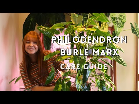 Variegated Philodendron Burle Marx Care Guide & Propagation/Moss Pole Making!