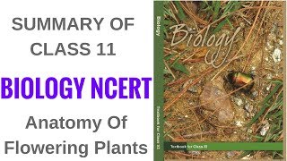 Summary of Class 11 Biology NCERT- Anatomy Of Flowering Plants