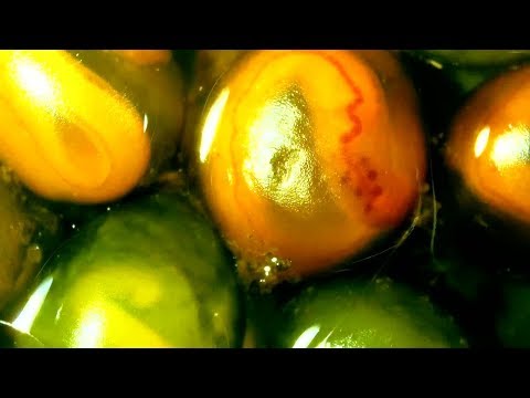 European Night Crawler Baby HEART in cocoon- Microscope Series