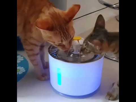 🐱If your Cat keeps Drinking from the Toilet or the Tap, TRY THIS!!