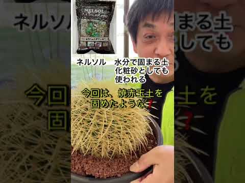 園芸 バレルサボテン