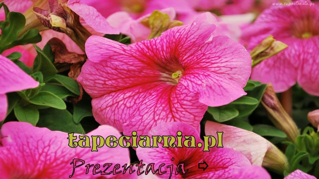 tapeciarnia.pl    Tapety na pulpit  ❀    Kwiaty     ✿  PETUNIA
