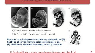 Desarrollo de Mamíferos. Parte 3 - Genes Hox