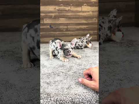 Video 1