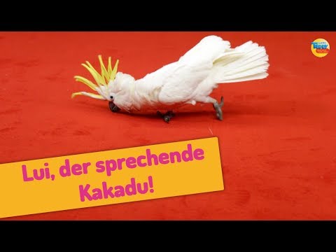 Kakadu Lui und seine Tricks 🙀| Radio TEDDY