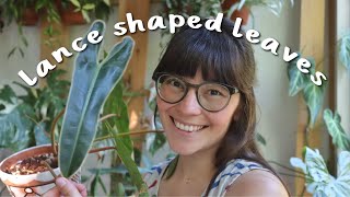 My Favorite Lance-Shaped Leaves | my favorite houseplants