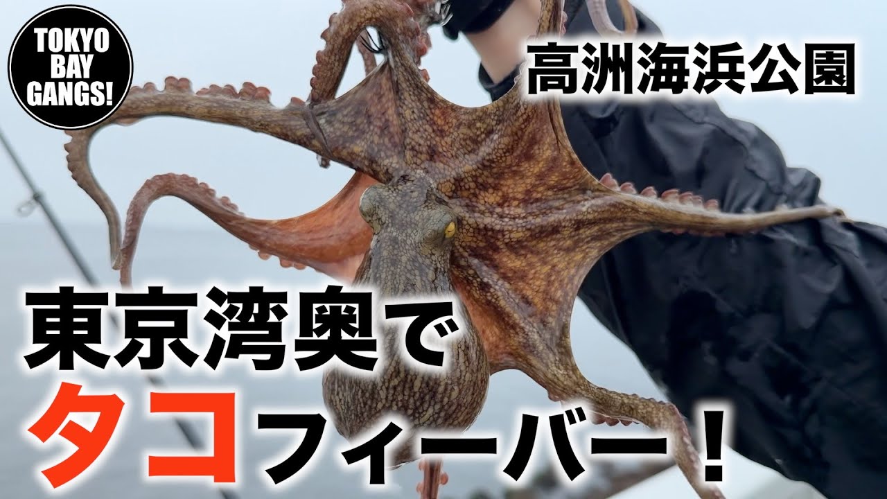 東京湾奥でタコが大フィーバー！【高洲海浜公園】