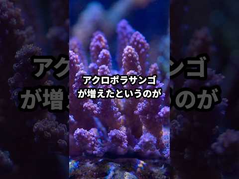気候変動によりサンゴ礁の避難場所が失われつつある