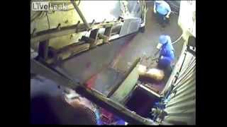 ✦2 slaughterhouse workers being caught stubbing out cigarettes on pigs✦
