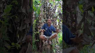 Download lagu Mau ketawa takut dosa vidio lucu bikin ngakak hiburan warga 62 funny videos #funny #shorts #viral mp3