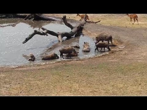 Djuma: Warthogs-two adults and five young ones - 09/16/19