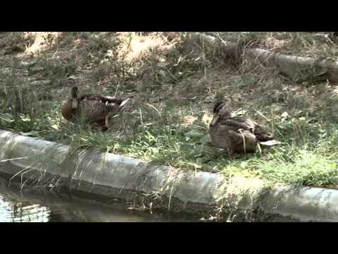 Andreea Lazar-Zambiti, va rog!