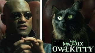 Morpheus meets my Cat (The Matrix)