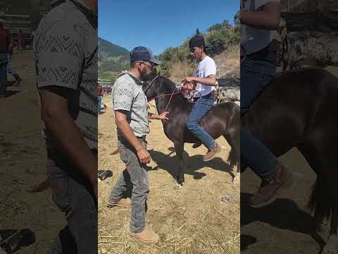 Jinete y ejemplar en la Feria ganadera en Santa Cruz El Chol, Baja Verapaz, Guatemala.