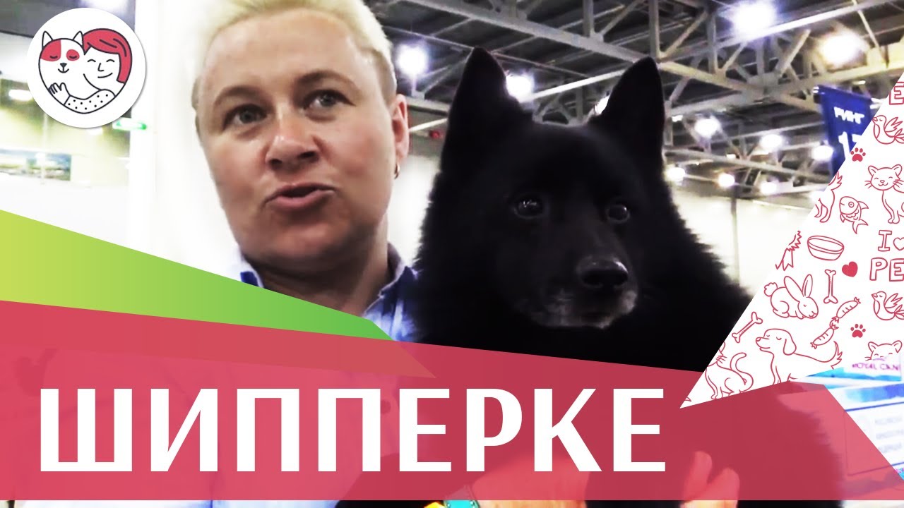Шипперке на ilikepet. Особенности породы, уход