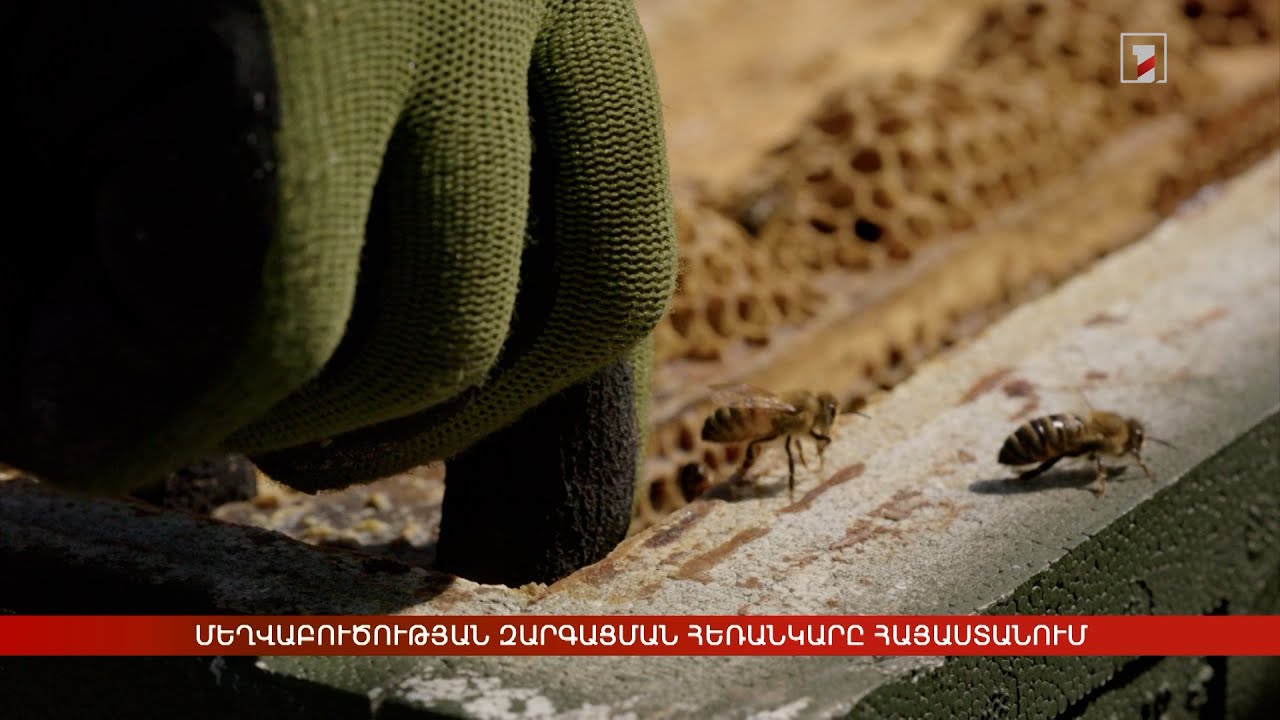 Մեղվաբուծության զարգացման հեռանկարը Հայաստանում. երկօրյա ֆորում