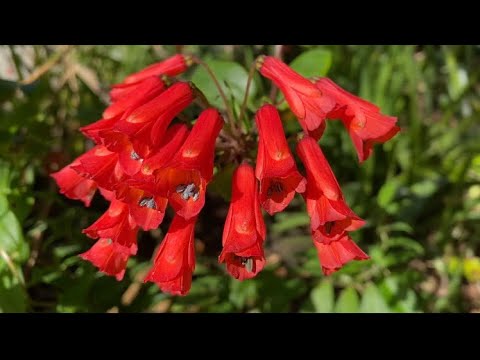 风铃草/智利PHILESIACEAF/LAPAGERIA ROSEA /CHILEAN BELL   FLOWER/CHILE