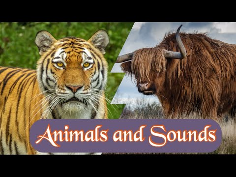 Natural Sounds of Animals | Different types of Animals names and their Sounds