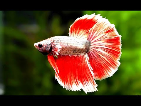 Cara memilih wadah untuk ikan cupang (how to choose the tank for betta fish)