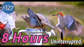 ASMR TV for Cats 😻 8 Hours of Birds 🐦Uninterrupted CatTV |  Bluebirds No Loops No Music No Ads