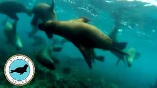 preview picture of video 'Buceo con Lobos Marinos - Caleta Olivia - Santa Cruz'