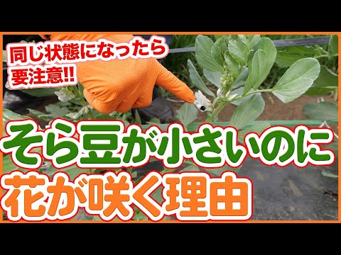 そら豆の準備: オプションの概要 ライフスタイル