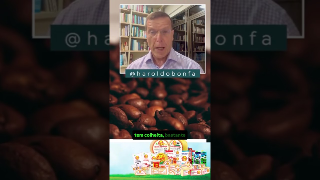 Colheita do Café em risco? O perigo das chuvas