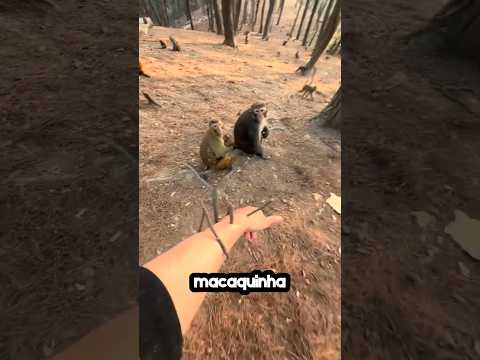 ME AJUDA MACAQUINHA! 😳