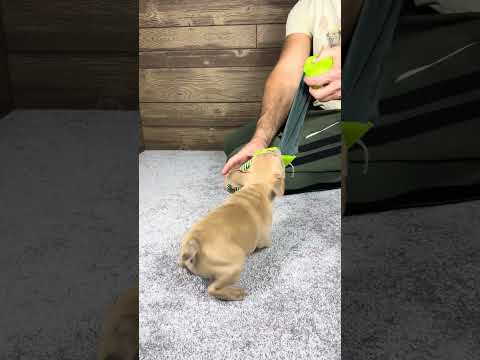 Video 4