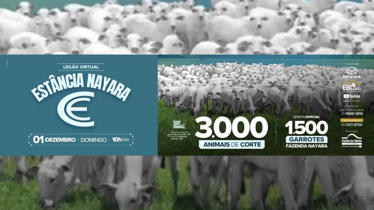 Leilão Virtual Fazenda Nayara | 01/12/2024  - 10H