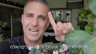 איך שומרים את הזרעים של הרקפות?