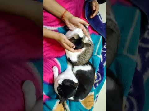 my cute & funny cats 😘