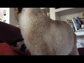 Mr Chew