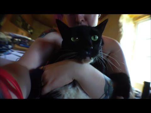 Fat Cat Vlog (Vlog#174)