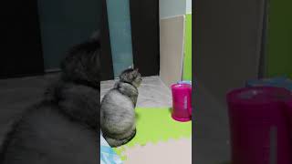 ケトルと天井だけを見つめる猫