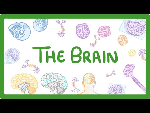 GCSE Biology - The Brain  #30