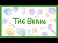 Understanding the Human Brain: Functions, Research, and Challenges