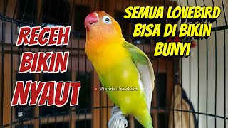 Download lagu LB Fighter Ngekek Panjang Receh Bikin NYAUT, Lovebird Macet Bisu BISA Di Bikin BUNYI mp3 Download lagu LB Fighter Ngekek Panjang Receh Bikin NYAUT, Lovebird Macet Bisu BISA Di Bikin BUNYI mp3