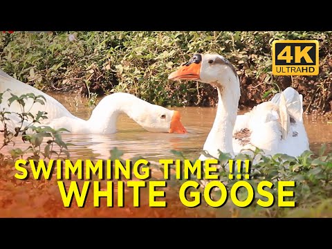 SUARA ANGSA PUTIH, SOANG BERENANG