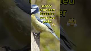 Hino 432 ccb | vem ó Divino Mestre  | #joaootaviorufino #ccb