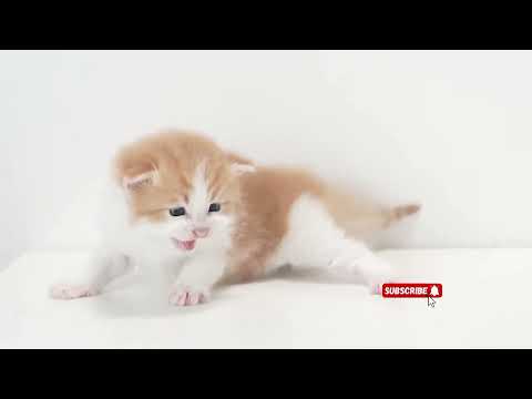 cute cat collection #cat #cute