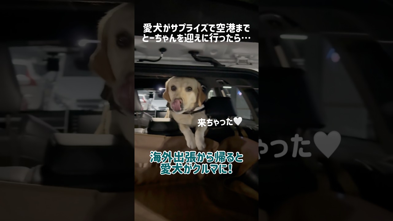 愛犬がサプライズで空港までとーちゃんを迎えに行った時のとーちゃんの反応…★#shorts #labradorretriever #ラブラドールレトリバー #可愛い #癒し #サプライズ #大型犬