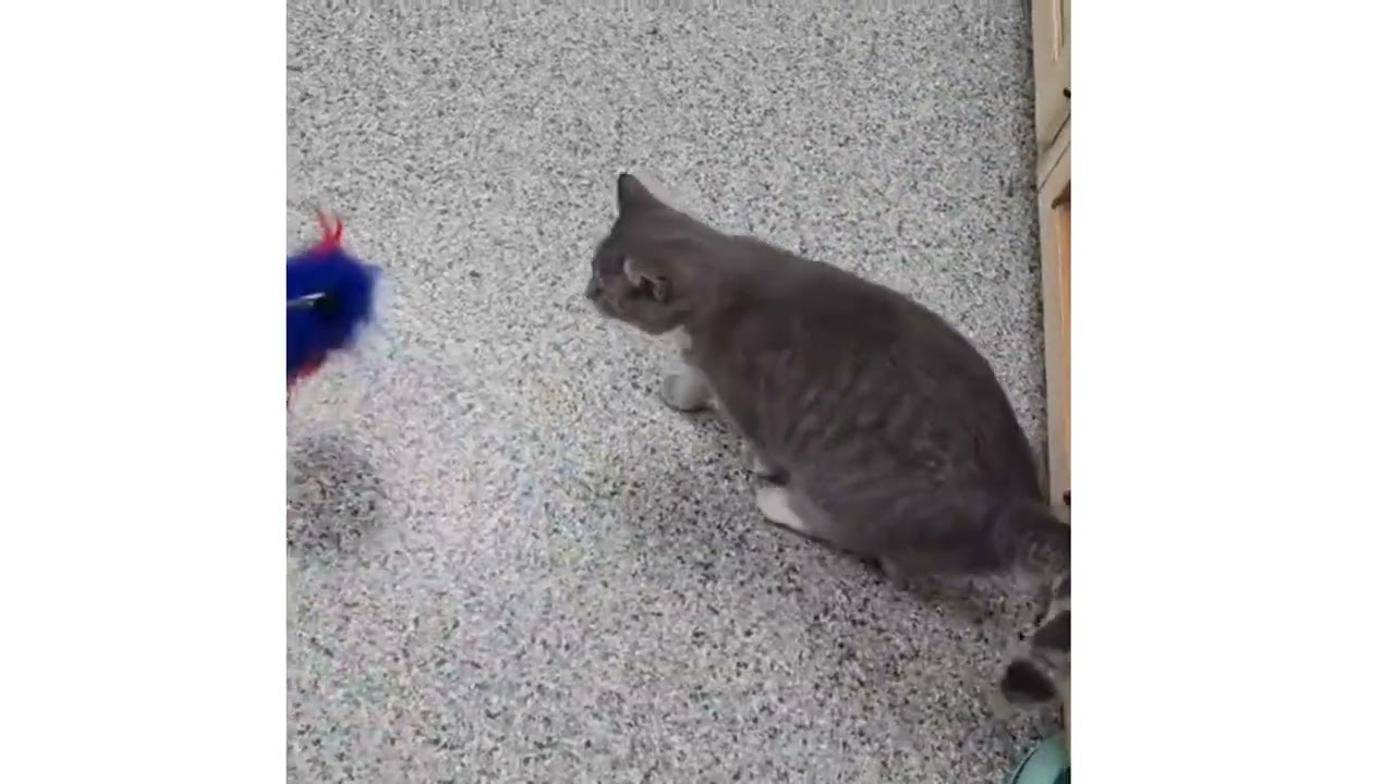 Enlarge Winifred, a Adoptable mixed breed in Huntley, IL video 5/5