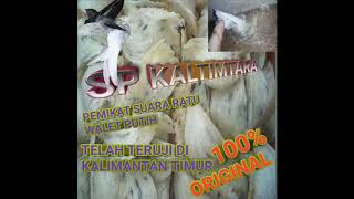Download lagu SP KALTIMTARA RATU LIUR WALET PUTIH TERUJI MAMPU MENYEDOT BURUNG WALET TETANGGA mp3