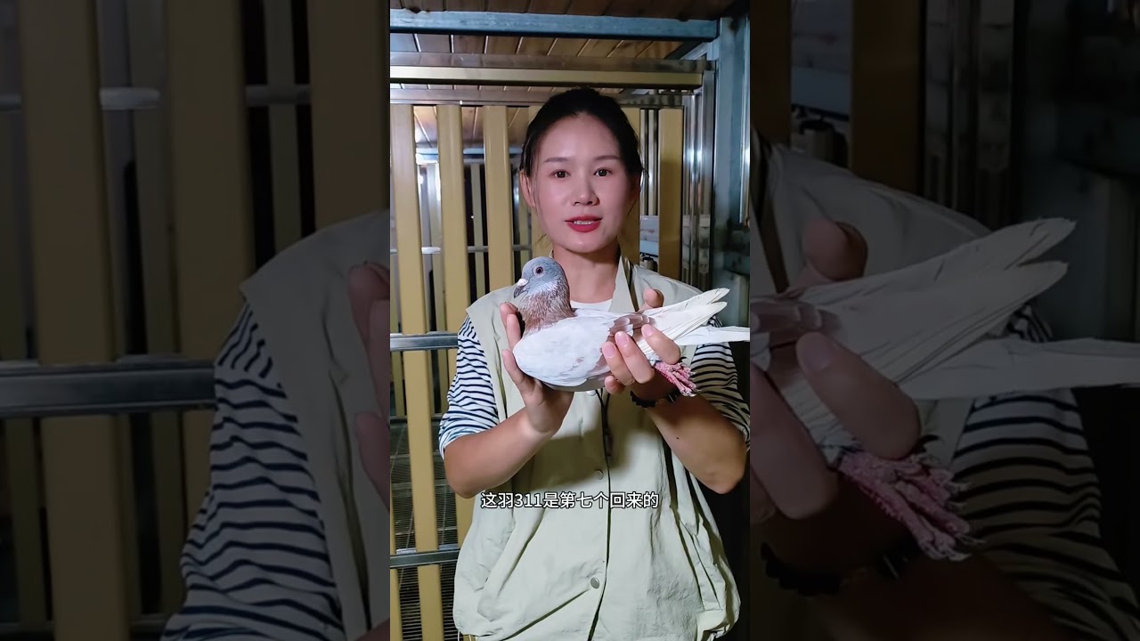 首關300公里，小鴿子太難了，全鴿會歸巢率僅25％ #pigeon #賽鴿 #鴿舍